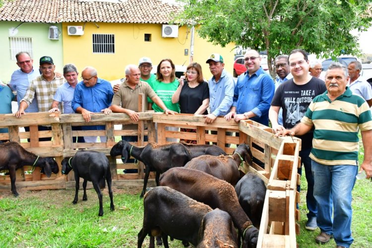Prefeitura de Floriano entrega vinte ovelhas  a criadores rurais do município