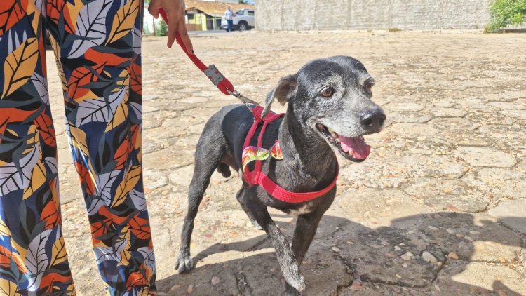 Floriano recebe Busão da Castração e oferta 500 procedimentos gratuitos para cães e gatos