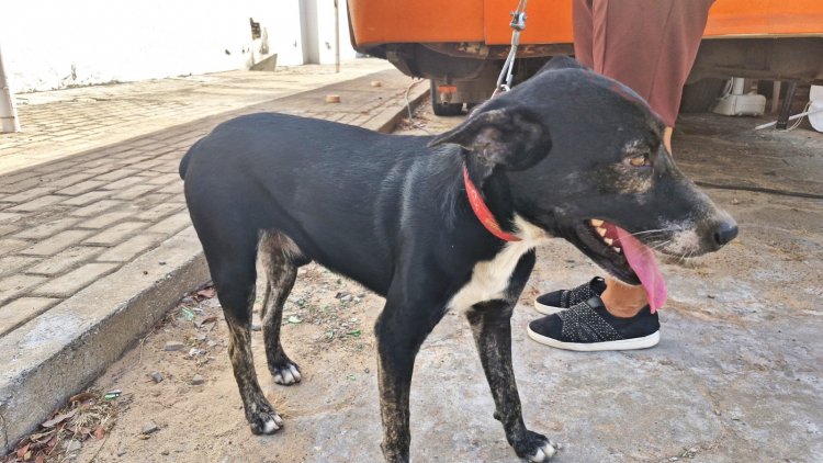 Floriano recebe Busão da Castração e oferta 500 procedimentos gratuitos para cães e gatos