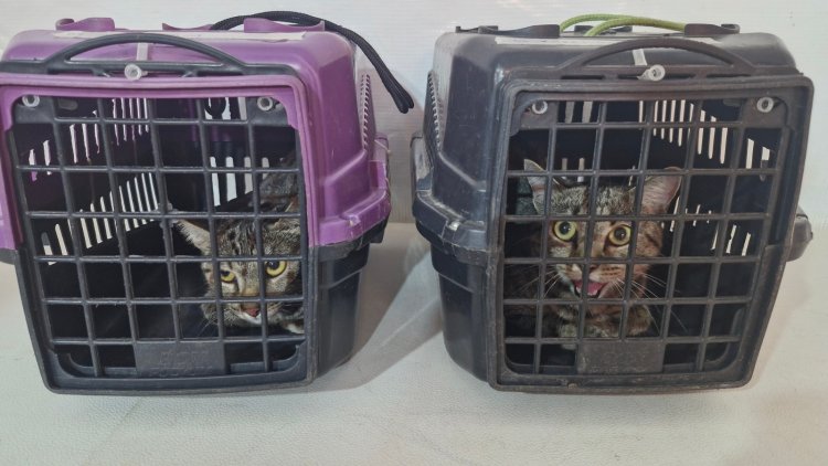 Floriano recebe Busão da Castração e oferta 500 procedimentos gratuitos para cães e gatos