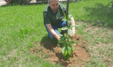 SEMAN inicia reposição de mudas de plantas em praças e rotatórias da cidade