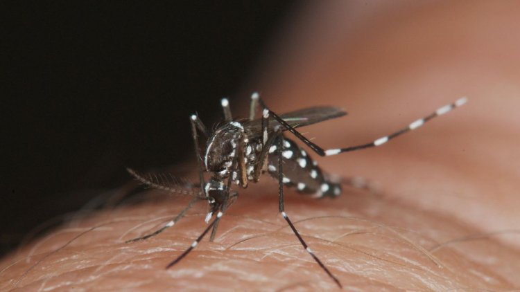 Prefeitura de Floriano alerta população sobre medidas de prevenção e controle da Dengue