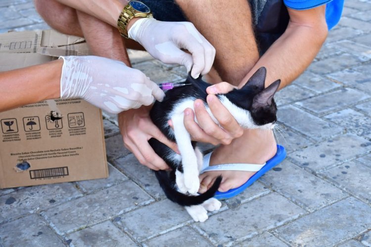 Saúde realiza com sucesso o Dia D de Vacinação Antirrábica com mais de 11 mil doses aplicadas