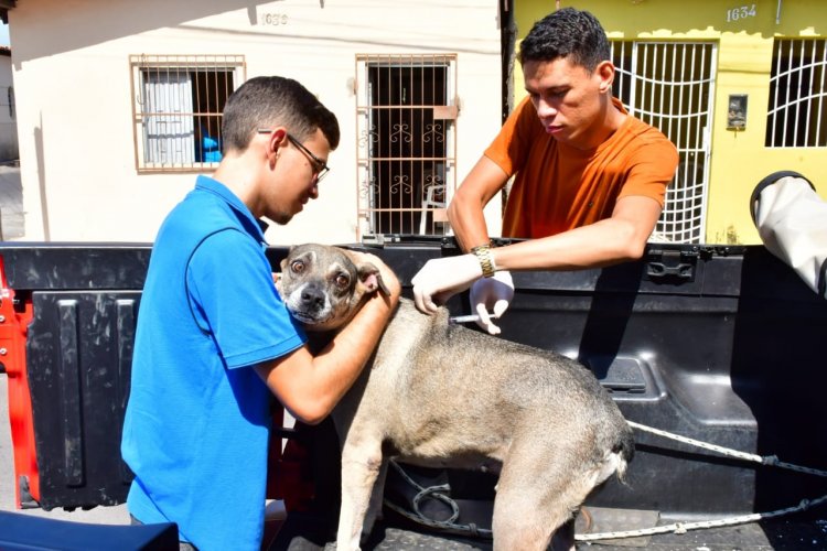 Saúde realiza com sucesso o Dia D de Vacinação Antirrábica com mais de 11 mil doses aplicadas