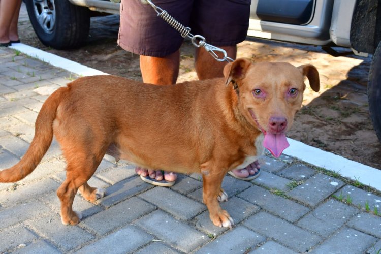 Secretaria de Saúde de Floriano realiza ação 'Meu Amigo Pet' no bairro Taboca