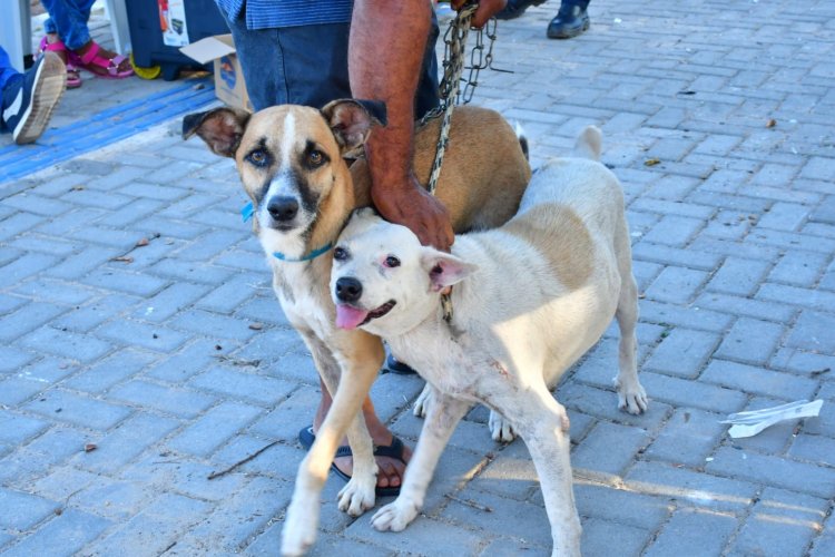 Secretaria de Saúde de Floriano realiza ação 'Meu Amigo Pet' no bairro Taboca