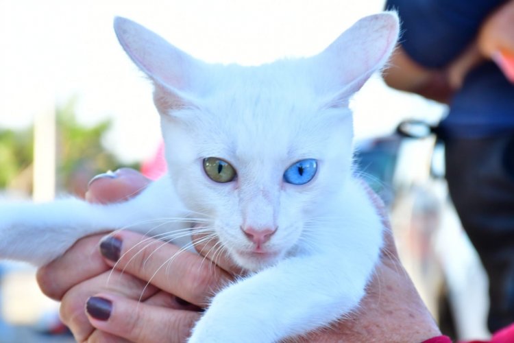 Secretaria de Saúde de Floriano realiza ação 'Meu Amigo Pet' no bairro Taboca