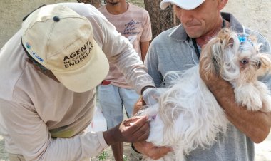 Prefeitura de Floriano mobiliza população no dia D de Vacinação Antirrábica 2025